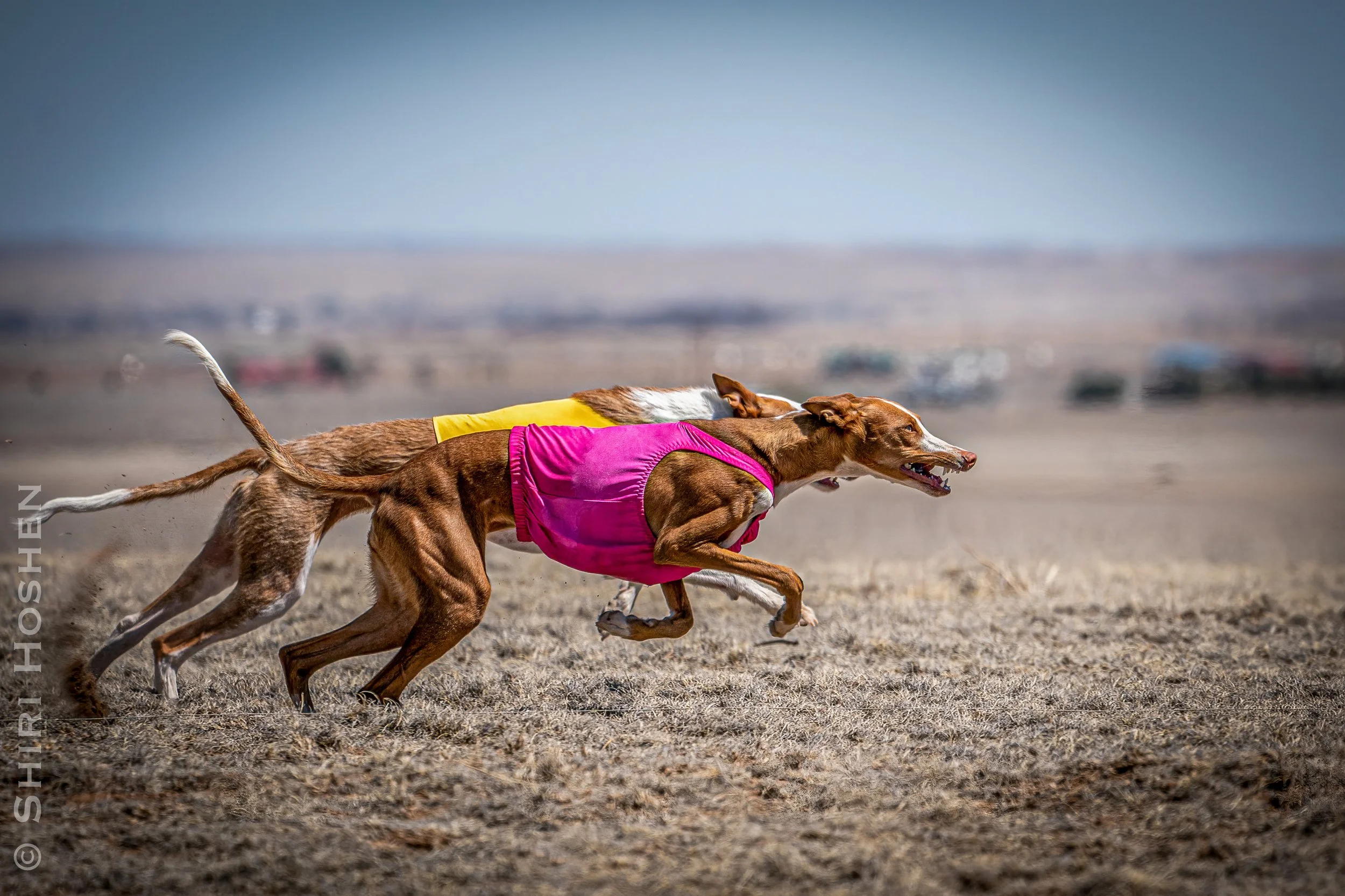 Pippi — HART IBIZAN HOUNDS